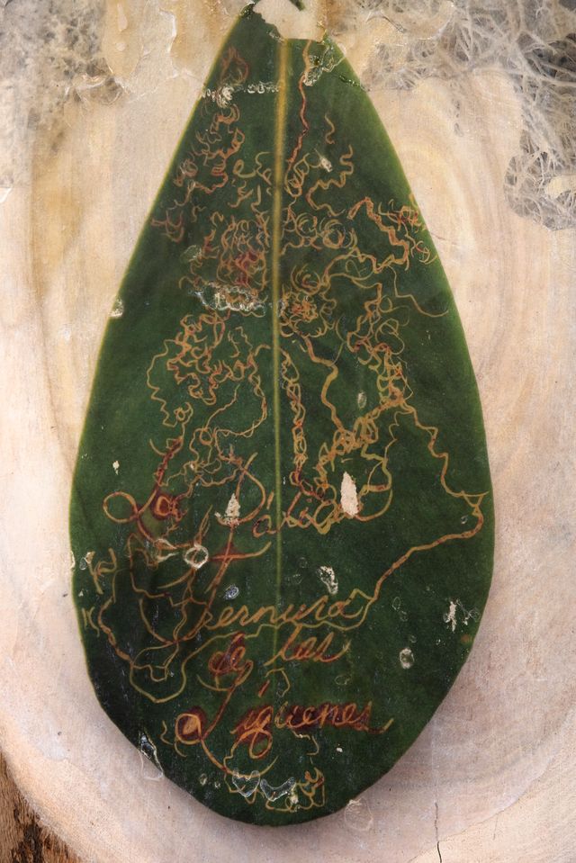 Image of artwork titled "Verso de liquen" by Javier Orfón