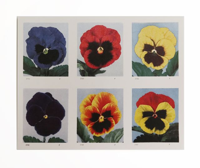 Image of artwork titled "Seed Packet Pictures" by Polly Apfelbaum
