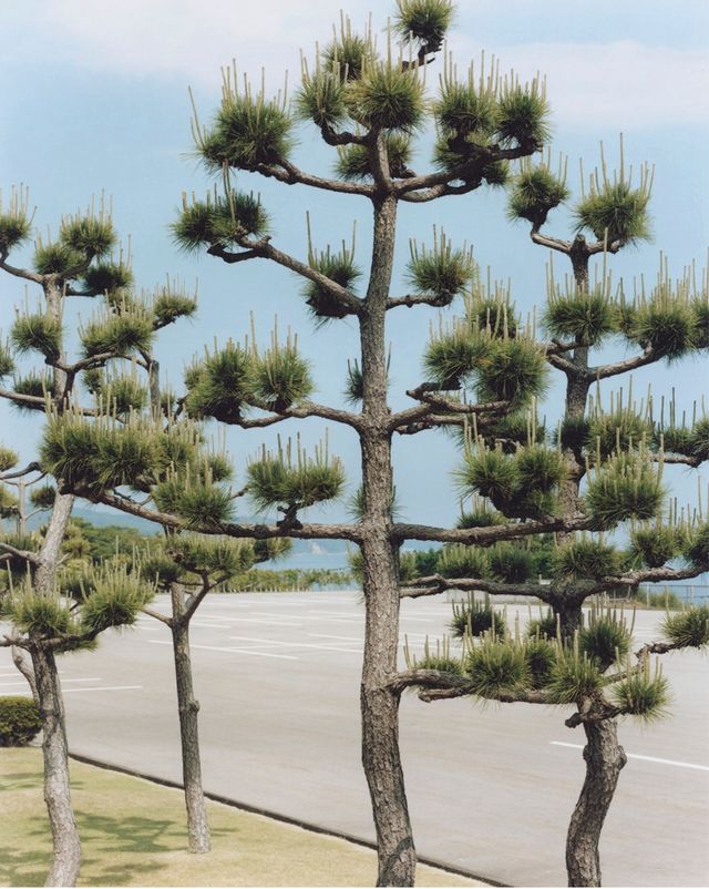 Image of artwork titled "I don't expect too much; Planting pine trees" by Takashi  Yasumura