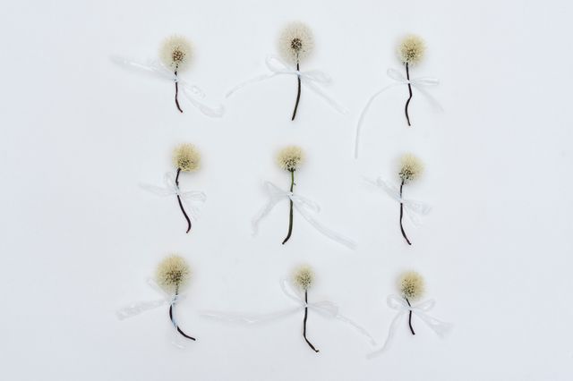 Image of artwork titled "Dandelion" by Umico Niwa
