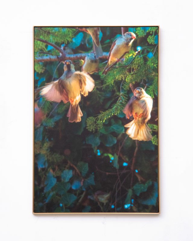 Image of artwork titled "Call A for Aphrodite" by Anaïs Horn