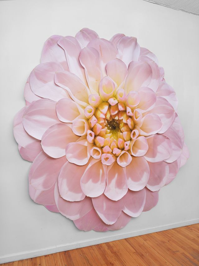 Image of artwork titled "Pink Dahlia" by Benjamin Langford