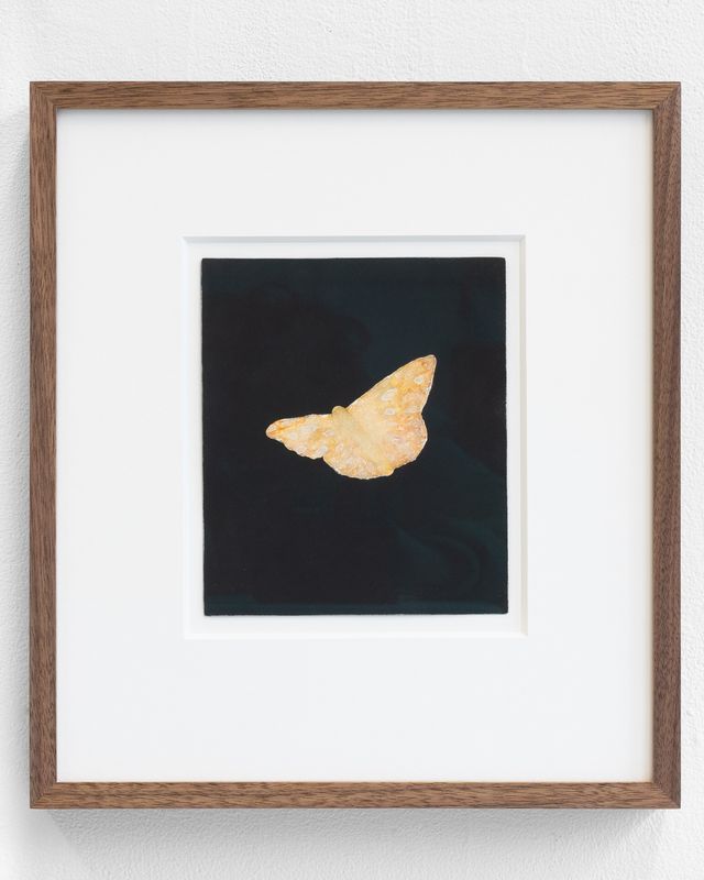 Image of artwork titled "Moth" by Eric  Cameron
