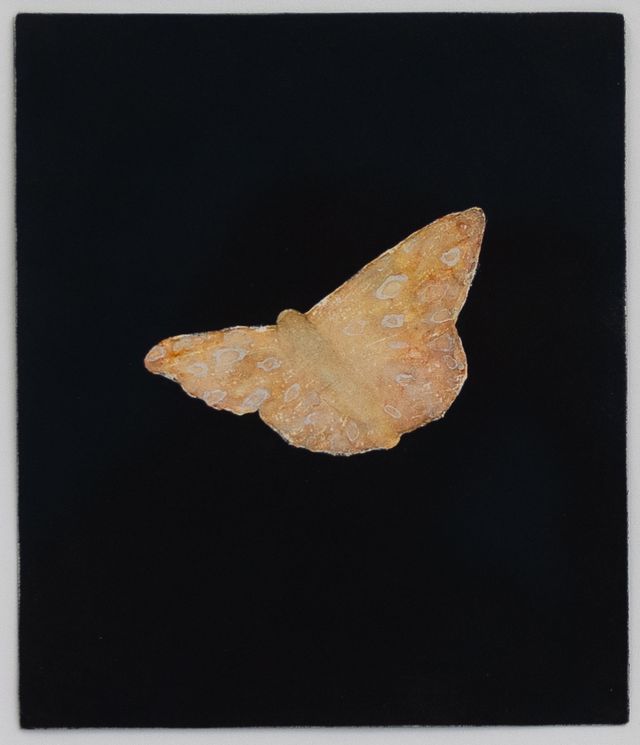 Image of artwork titled "Moth" by Eric  Cameron