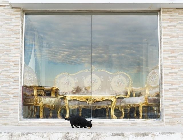 Farah Al-Qasimi, <em>Furniture Market, Stray Cat</em>, 2018. Courtesy of the artist and Helena Anrather.

