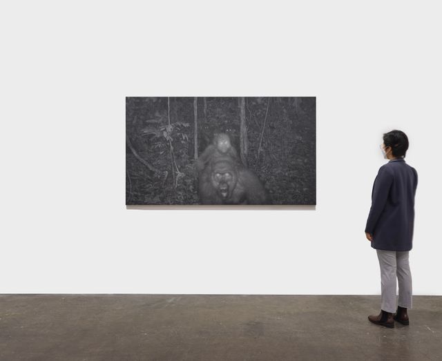 Image of artwork titled "Gorillas in the Mountains of Southern Nigeria: World’s rarest great ape pictured with babies, BBC News, 9 July 2020" by Xavier Robles de Medina