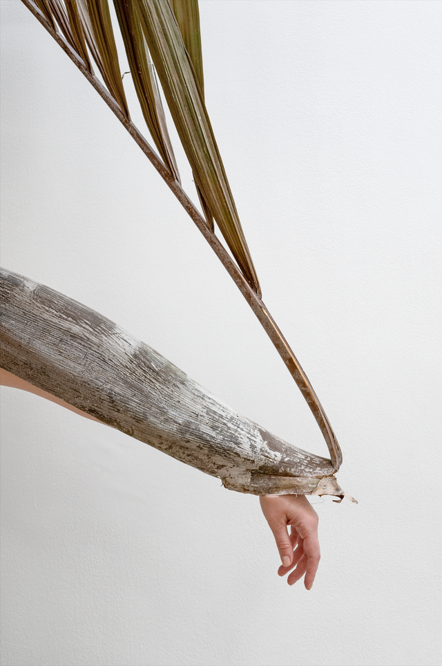 Image of artwork titled "Afterlife (Golden wax palm)" by Nona Inescu