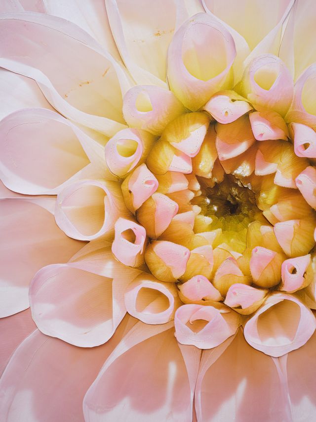 Image of artwork titled "Pink Dahlia" by Benjamin Langford