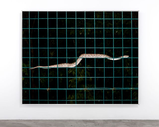 Image of artwork titled "Animals Came Over the Horizon​ (Boa)" by Ernesto Solana