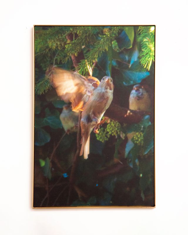 Image of artwork titled "Call A for Aphrodite" by Anaïs Horn