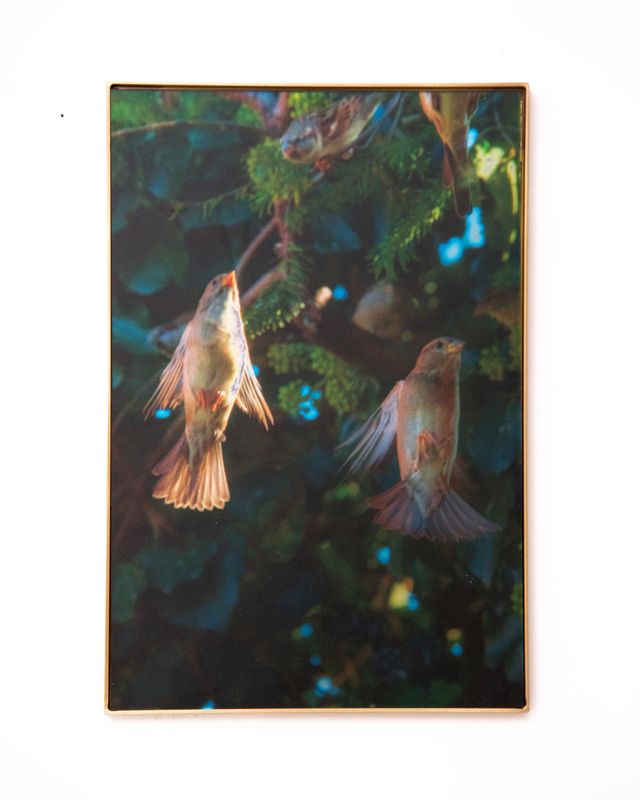 Image of artwork titled "Call A for Aphrodite" by Anaïs Horn