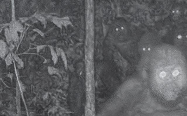 Image of artwork titled "Gorillas in the Mountains of Southern Nigeria: World’s rarest great ape pictured with babies, BBC News, 9 July 2020" by Xavier Robles de Medina