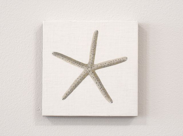 Image of artwork titled "Shelter: Starfish" by Maryam Amiryani