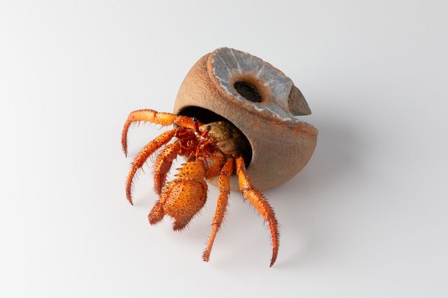 Image of artwork titled "Hermit – The Owl" by Charles Degeyter