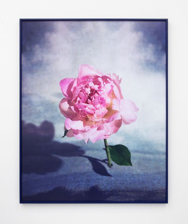 Image of artwork titled "Flower on Digital Sky 1" by Sara Cwynar
