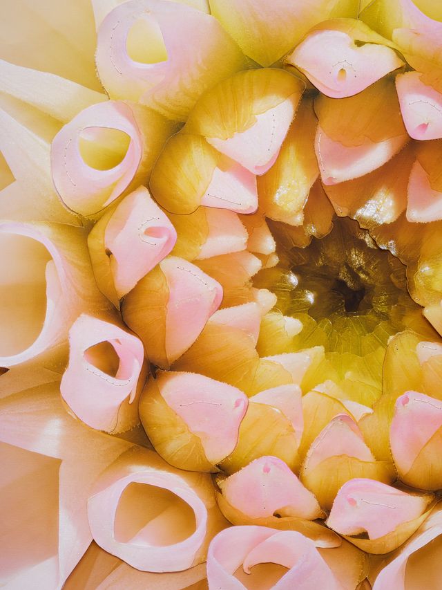 Image of artwork titled "Pink Dahlia" by Benjamin Langford