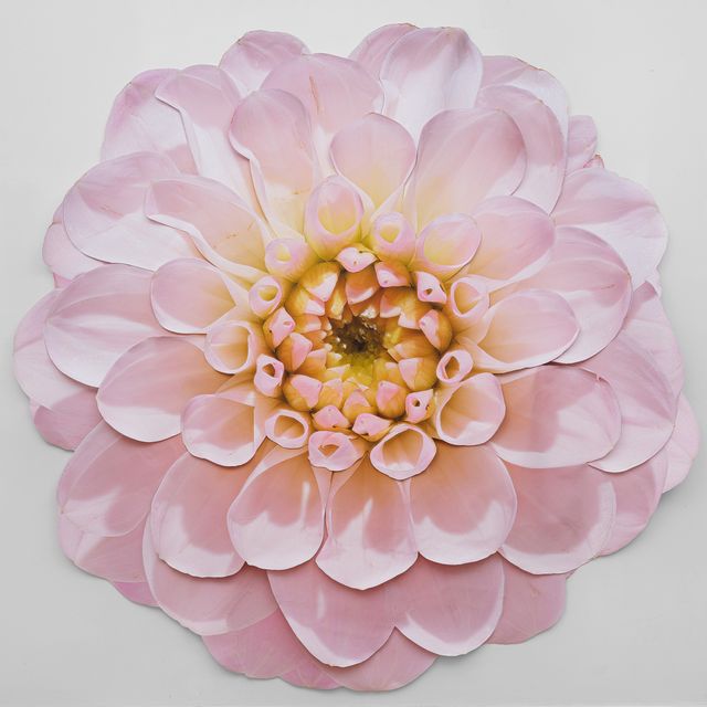 Image of artwork titled "Pink Dahlia" by Benjamin Langford