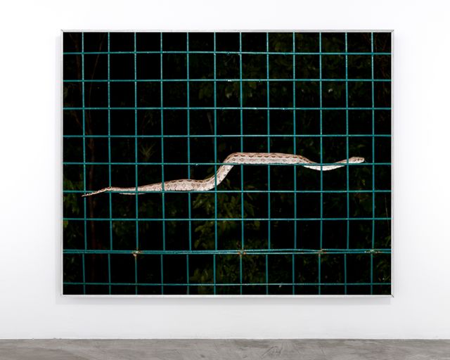 Ernesto Solana, “Animals Came Over the Horizon (Boa),” 2018, Archival pigment print, aluminum frame, museum glass, 53.13 x 43.25 x 1.13 in, Edition of 5 + 1 AP. Presented by guadalajara90210 as part of the TD Bank Curated Spotlight.

