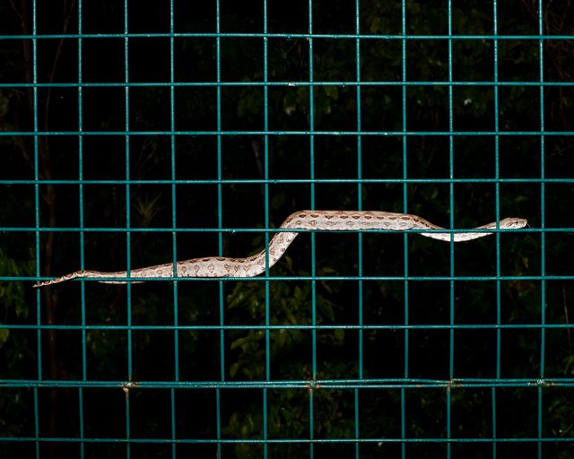 Image of artwork titled "Animals Came Over the Horizon​ (Boa)" by Ernesto Solana