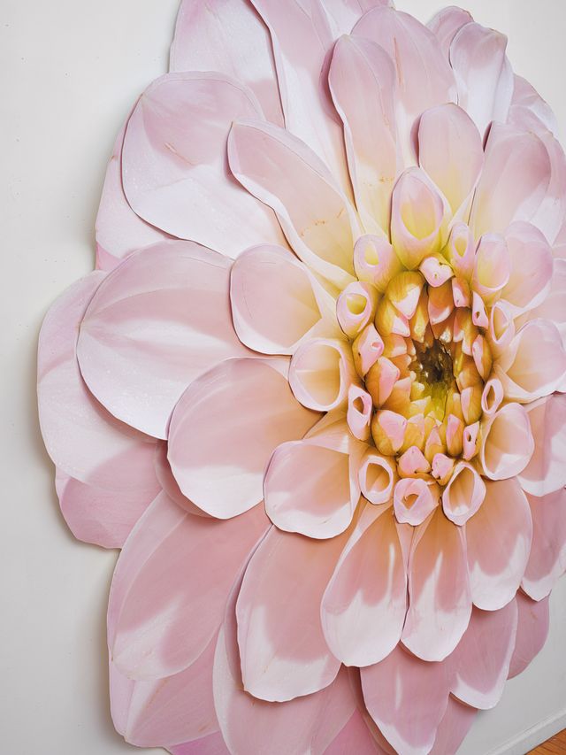 Image of artwork titled "Pink Dahlia" by Benjamin Langford